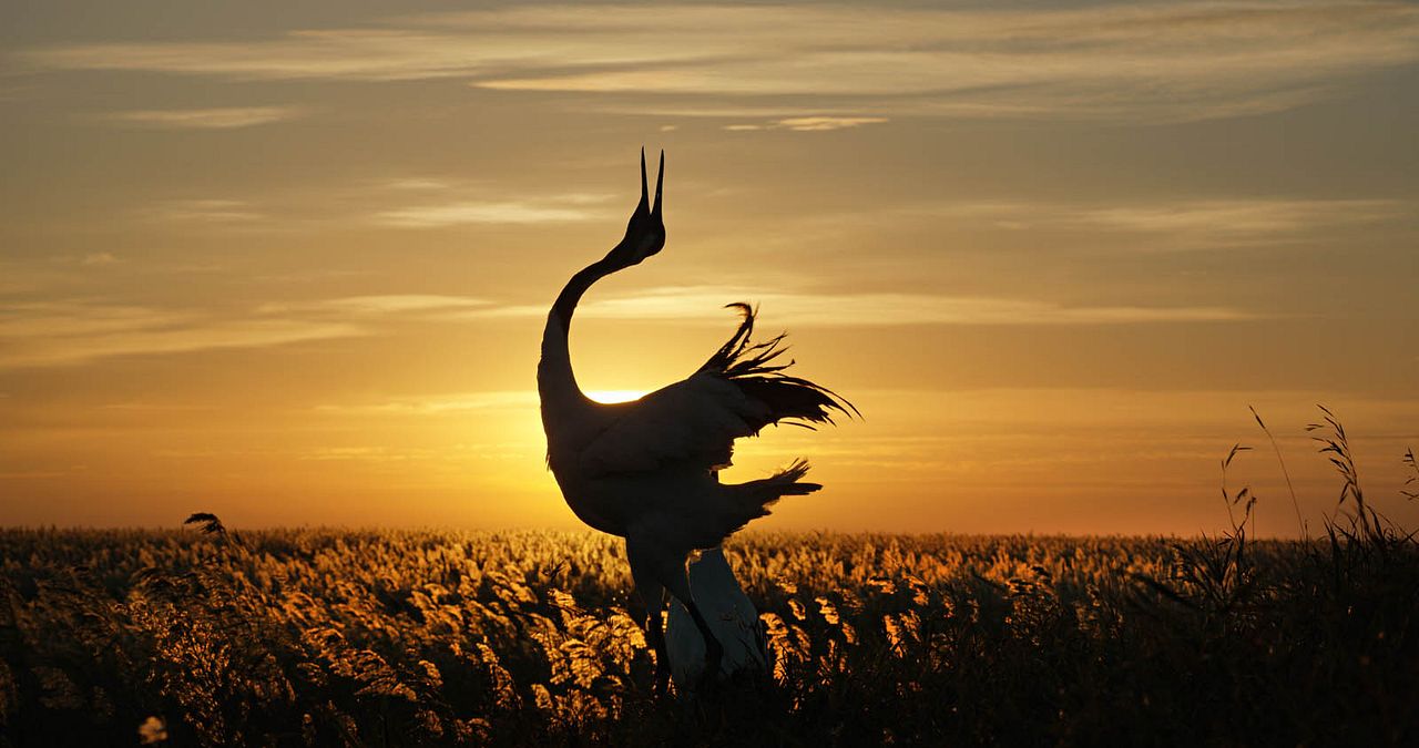 Born In China : Bild