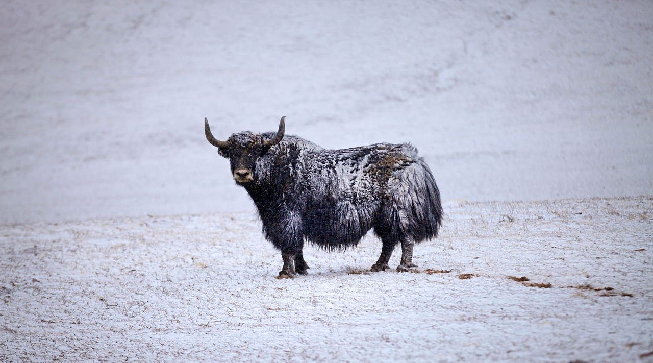 Born In China : Bild