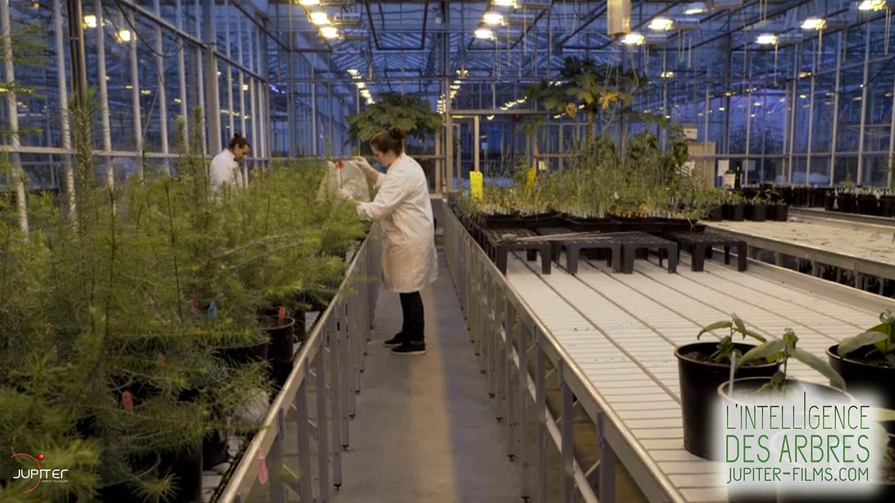 Intelligente Bäume : Bild