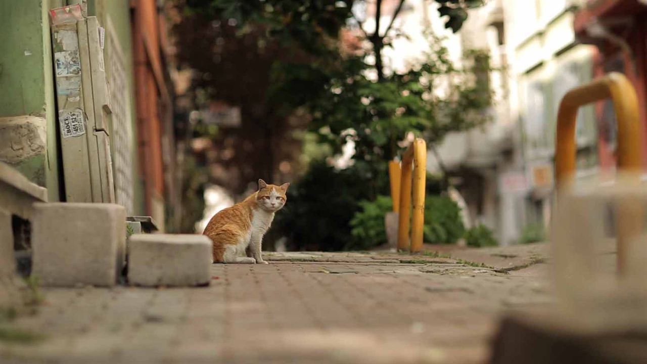 Kedi - Von Katzen und Menschen : Bild