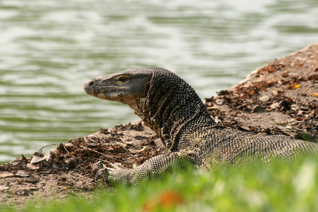 Wildes Thailand : Bild