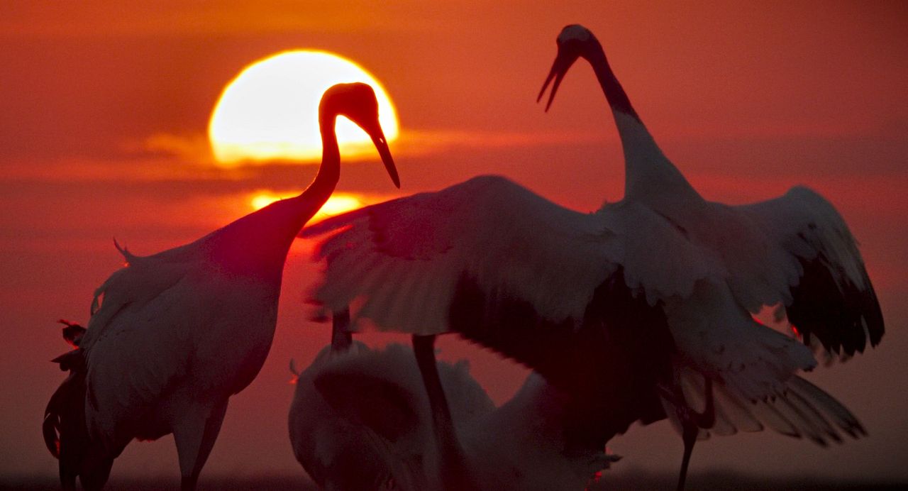 Unsere Erde 2 : Bild