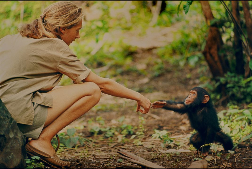 Jane : Bild Jane Goodall