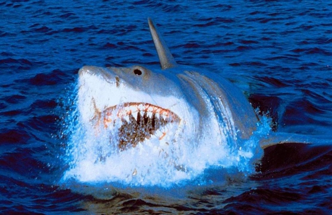 Der weiße Hai IV - Die Abrechnung : Bild