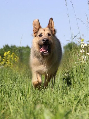 Racko - Ein Hund für alle Fälle : Kinoposter