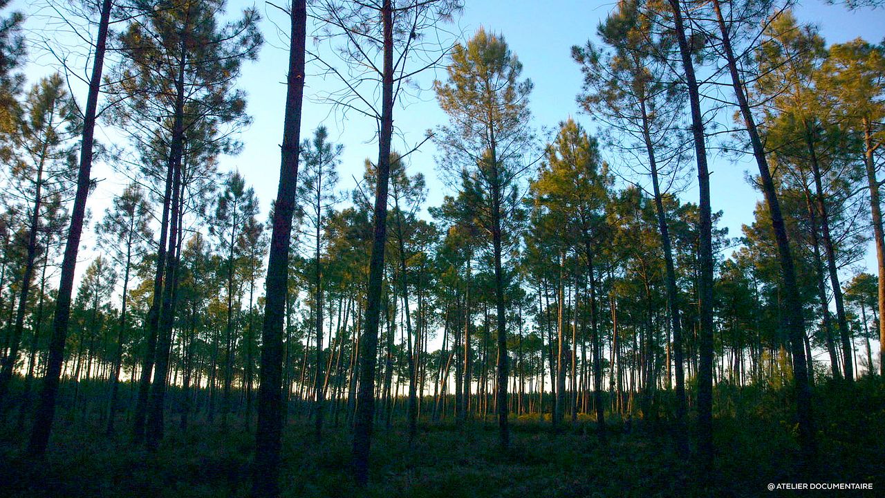 Le Temps des forêts : Bild
