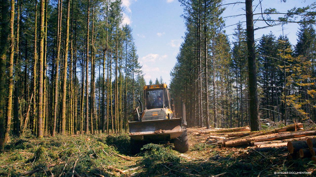 Le Temps des forêts : Bild