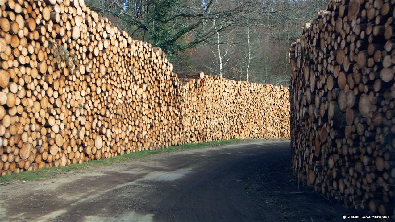 Le Temps des forêts : Bild