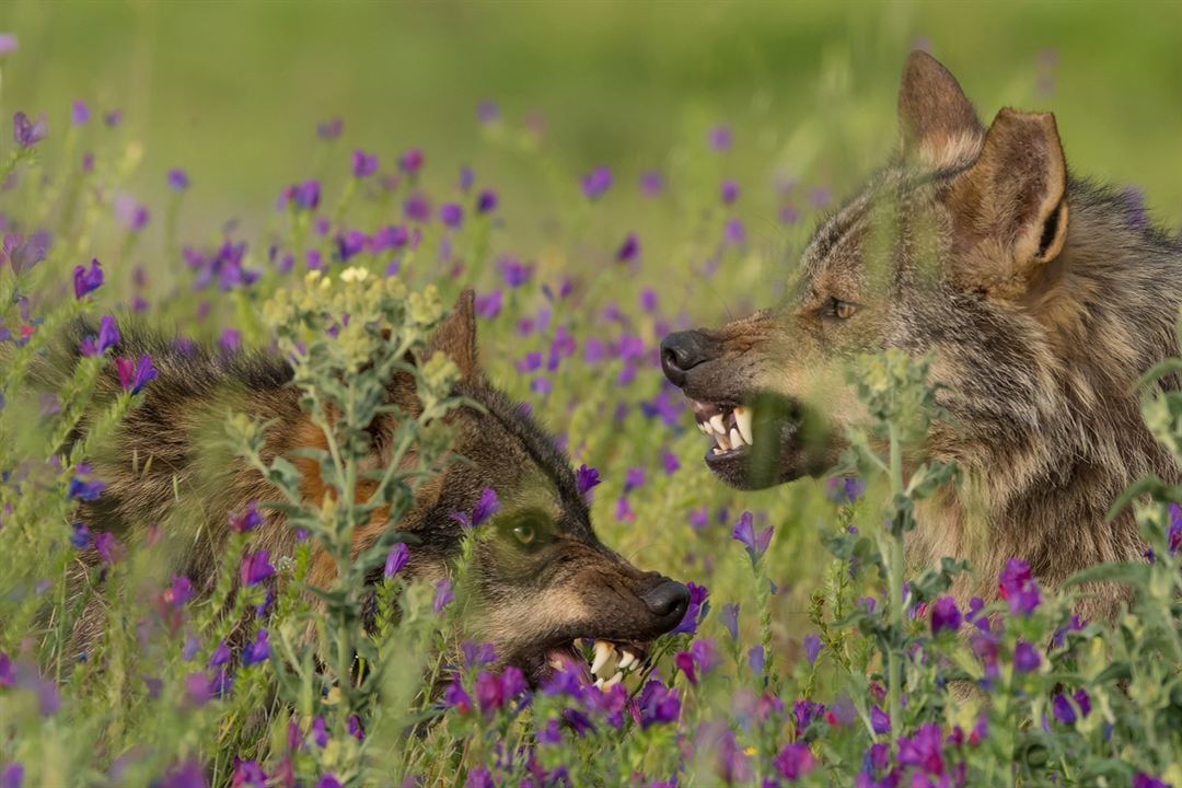 Barbacana, la huella del lobo : Bild