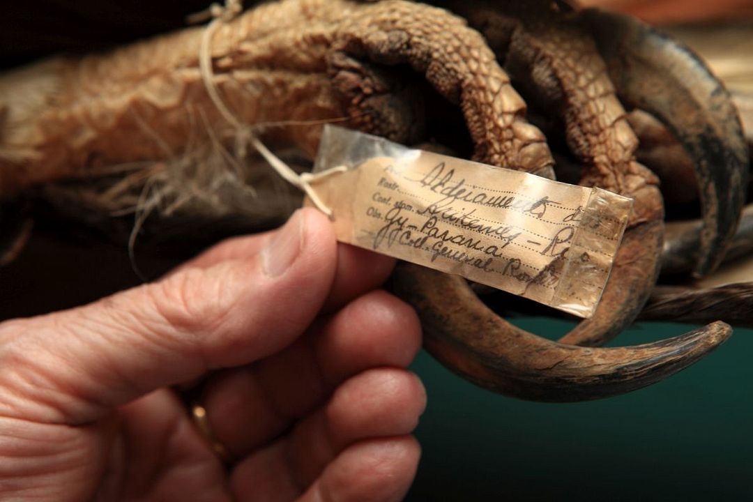 Rio da Dúvida : Vignette (magazine)