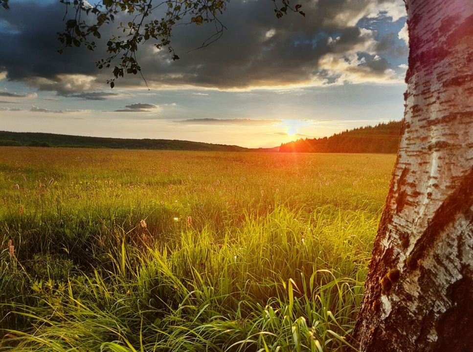 Die Wiese - Ein Paradies nebenan : Bild