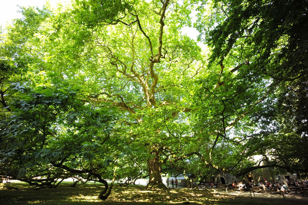 Les Arbres Remarquables, Un Patrimoine À Protéger : Bild