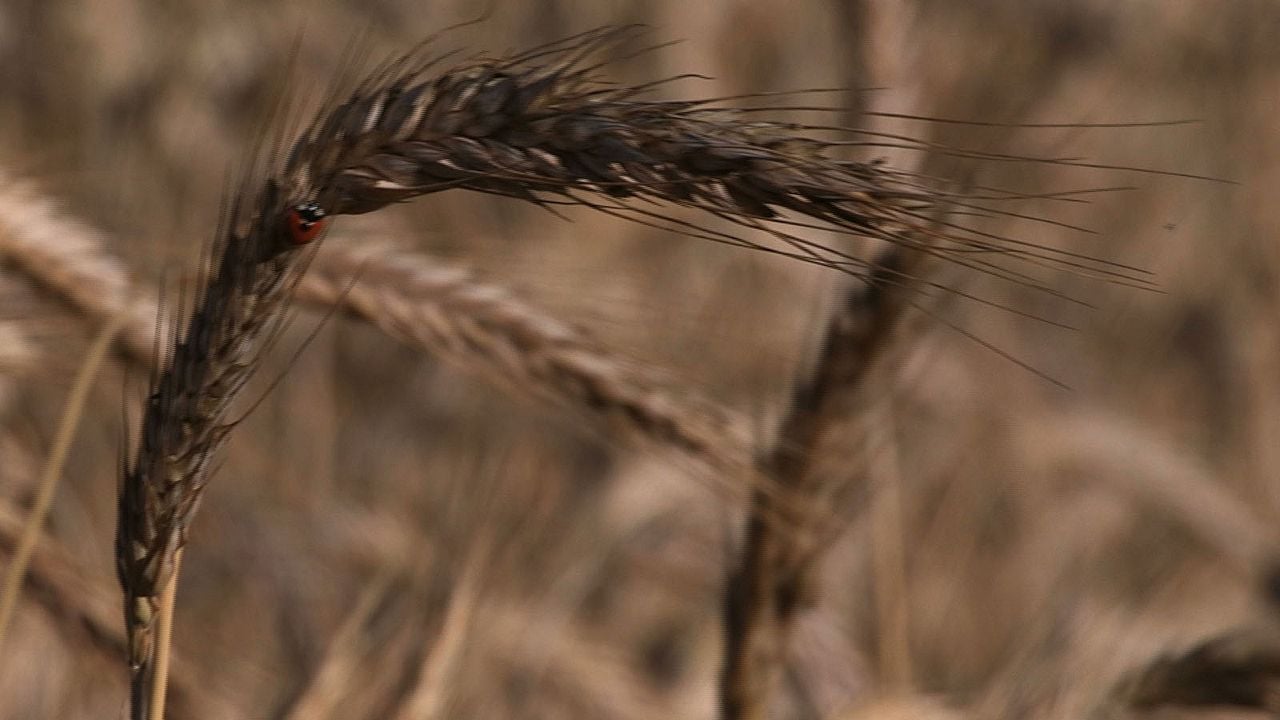 Pour Ernestine : Bild