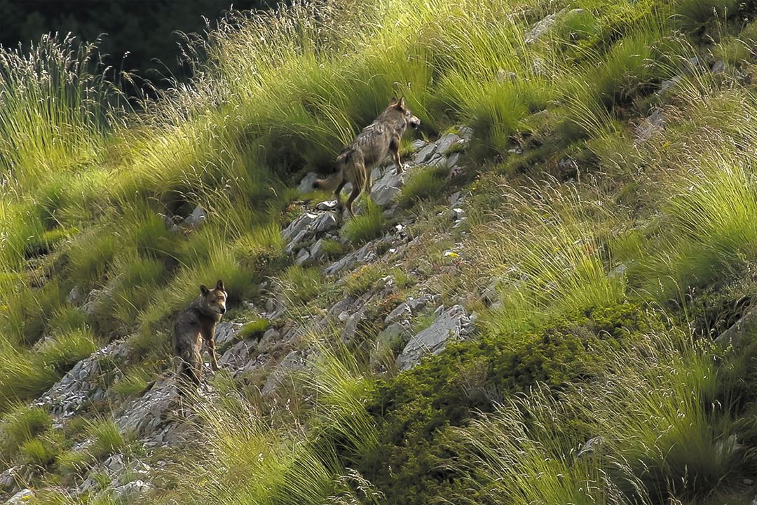 Wolf Walk - Auf der Spur der Wölfe : Bild