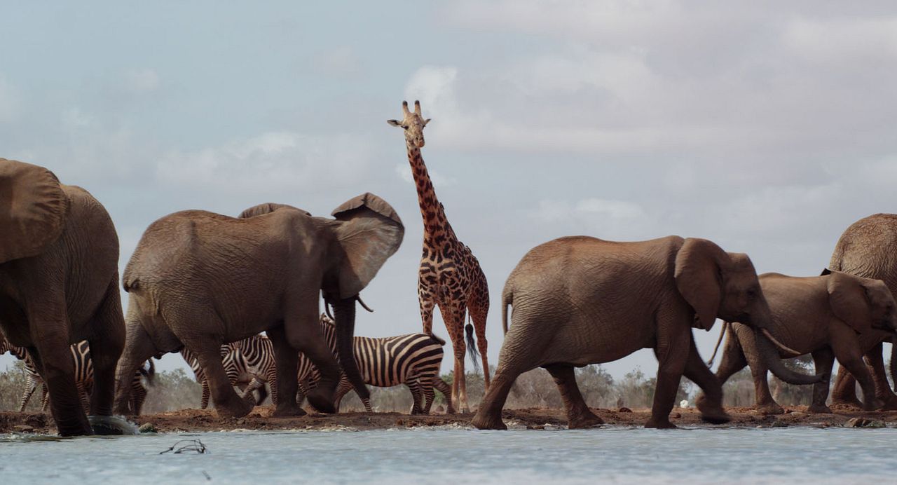 Die Elefantenmutter : Bild