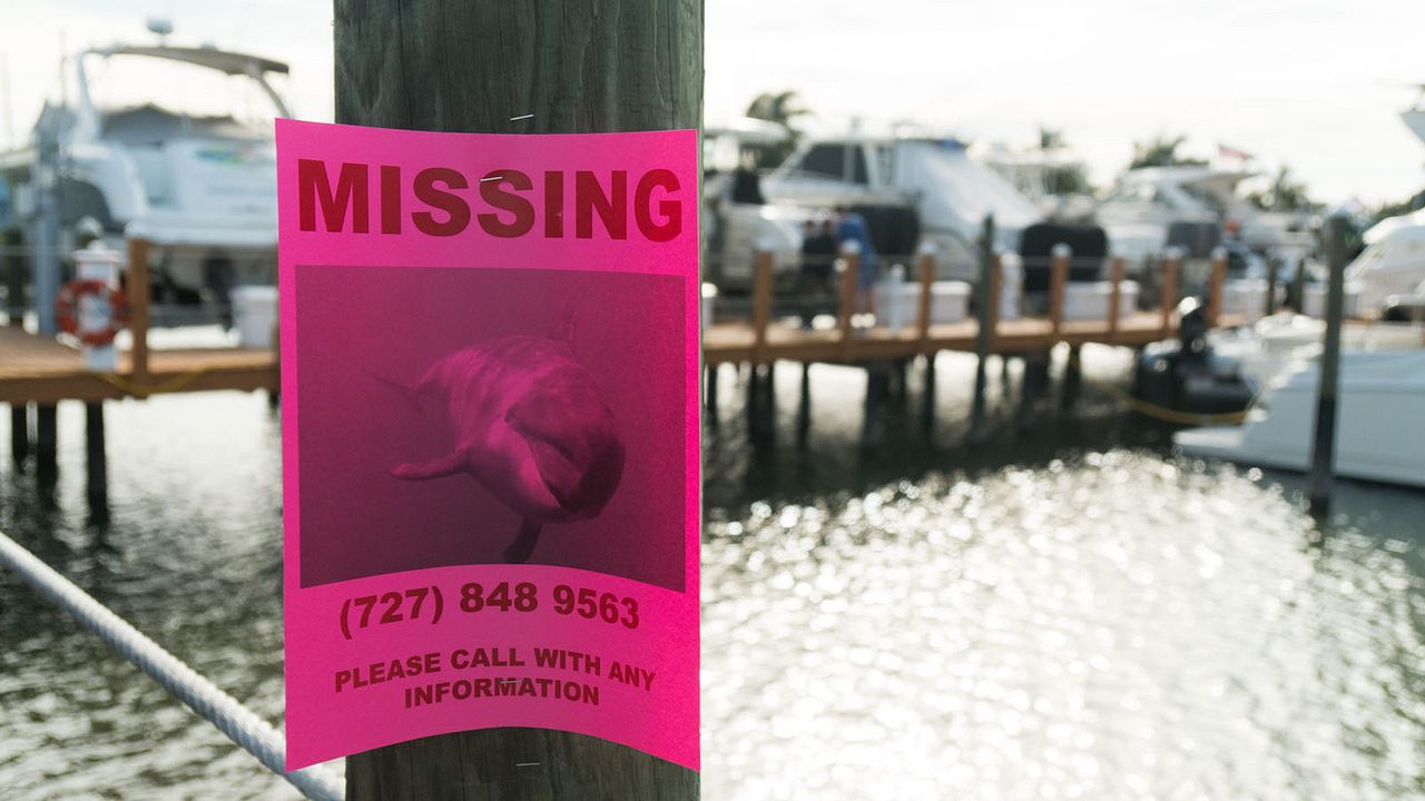 Bernie, der Delfin : Bild