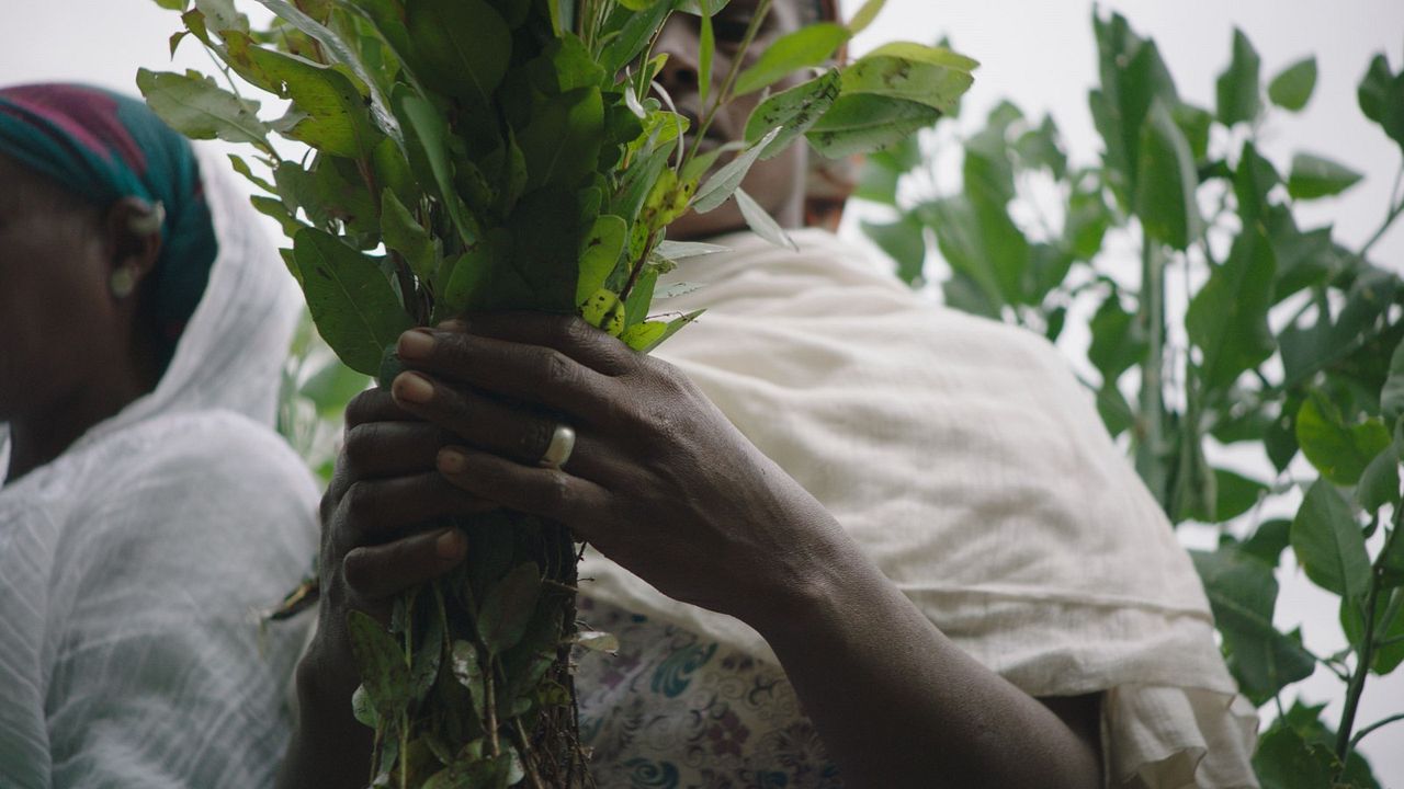 The Great Green Wall : Bild