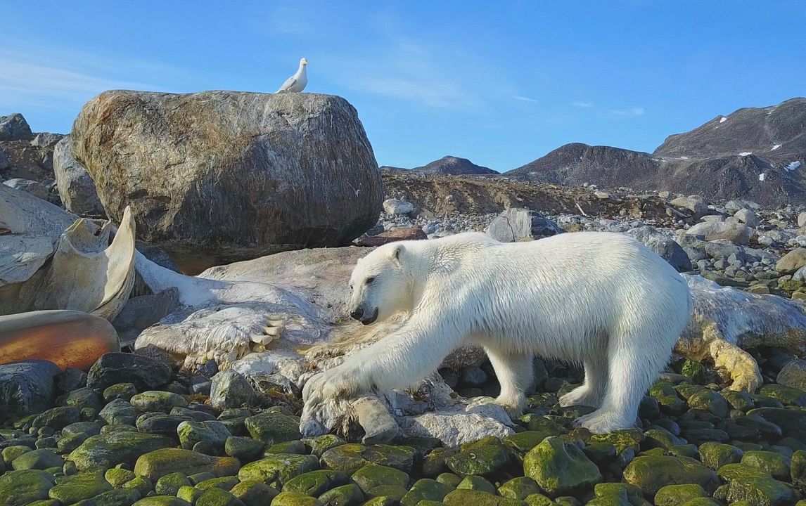 Spitzbergen – Auf Expedition in der Arktis : Bild