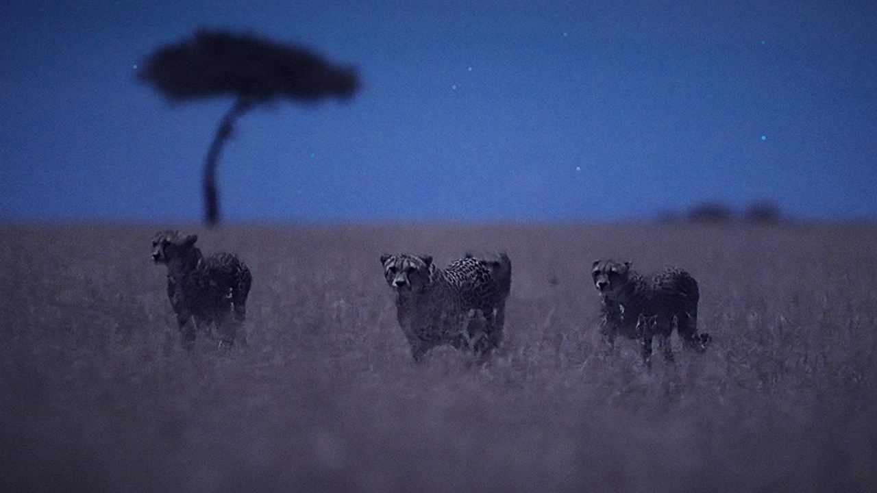 Die Erde bei Nacht : Kinoposter