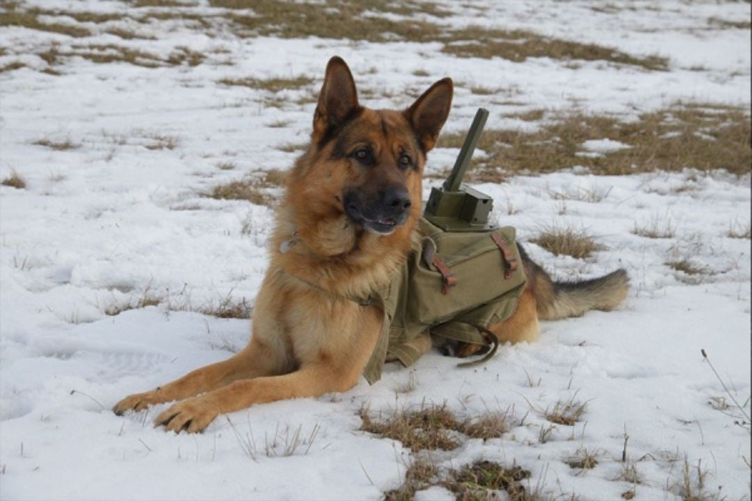 The War Dog - Ihre letzte Hoffnung : Bild