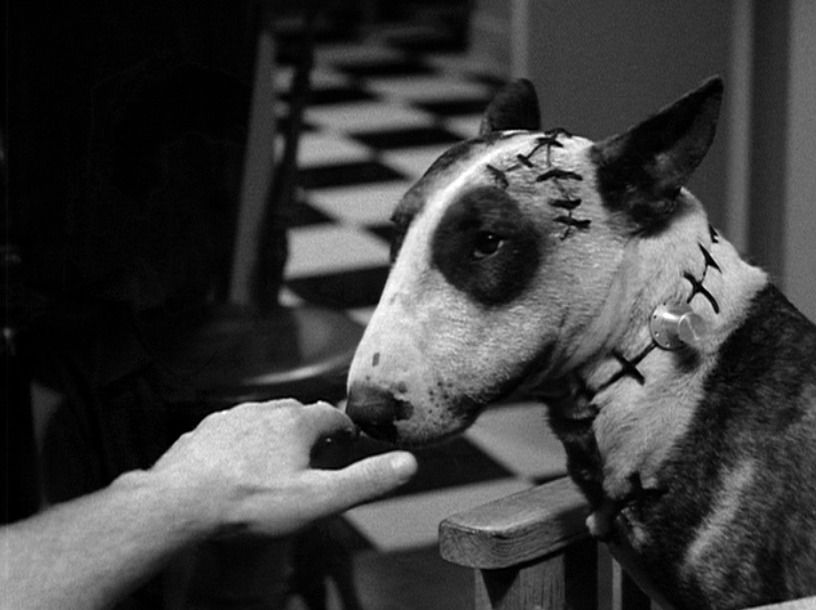 Frankenweenie : Bild