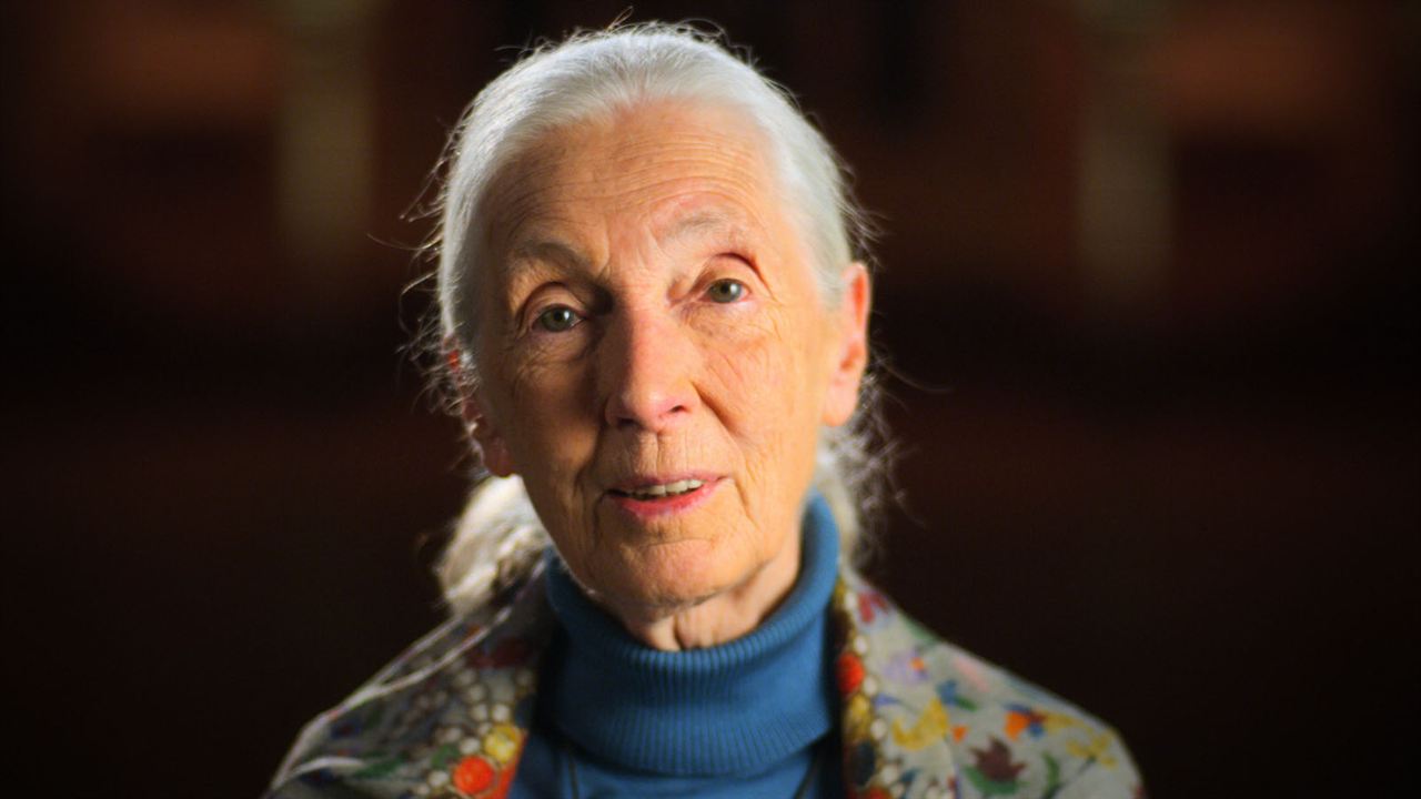 Bild Jane Goodall