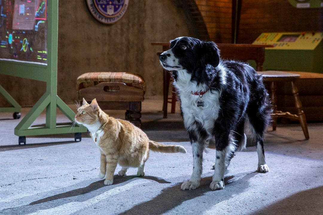 Cats & Dogs 3: Pfoten vereint! : Bild