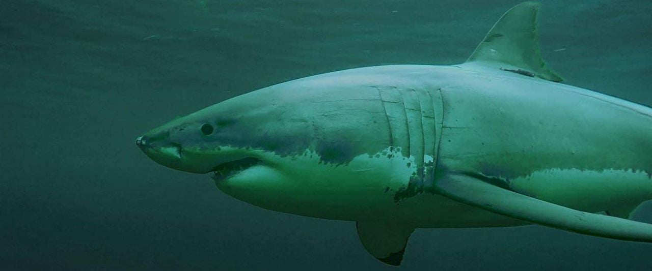 Shark Season - Angriff aus der Tiefe : Bild