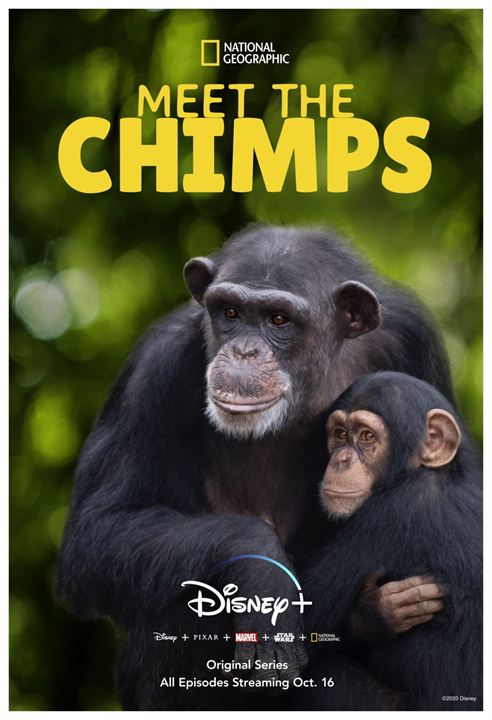Triff die Schimpansen : Kinoposter