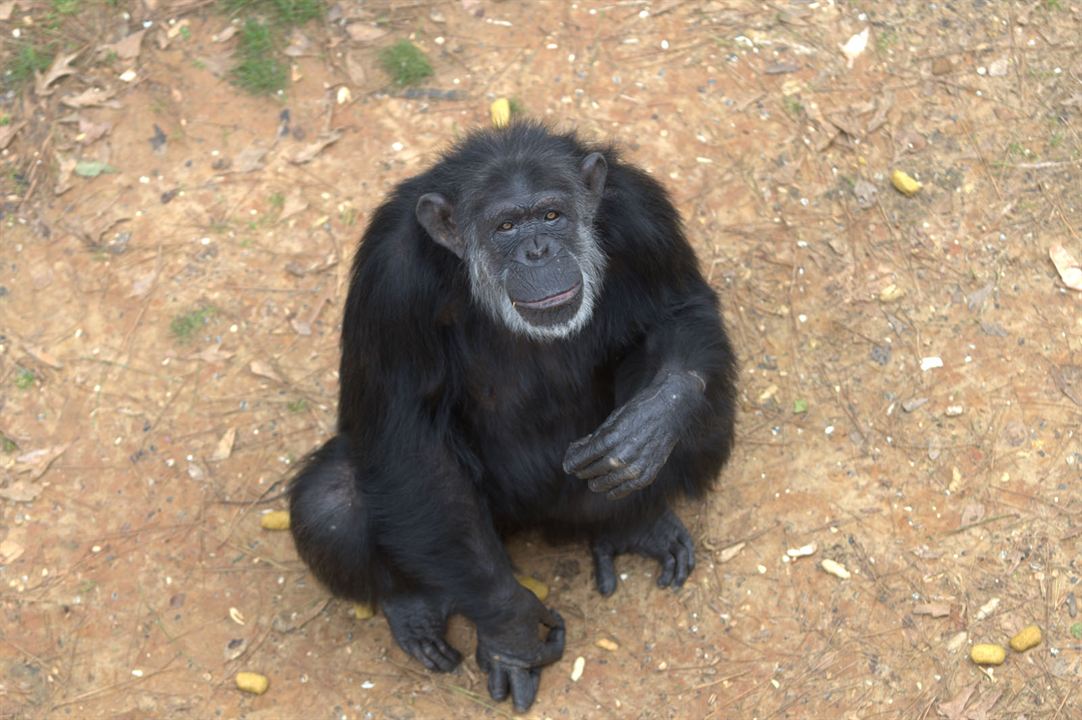 Triff die Schimpansen : Bild
