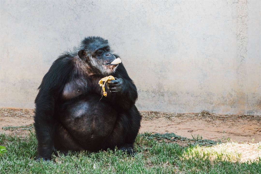 Triff die Schimpansen : Bild