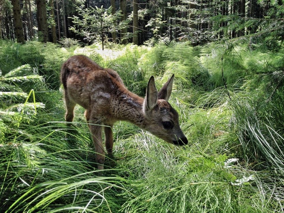 Heimat Natur : Bild