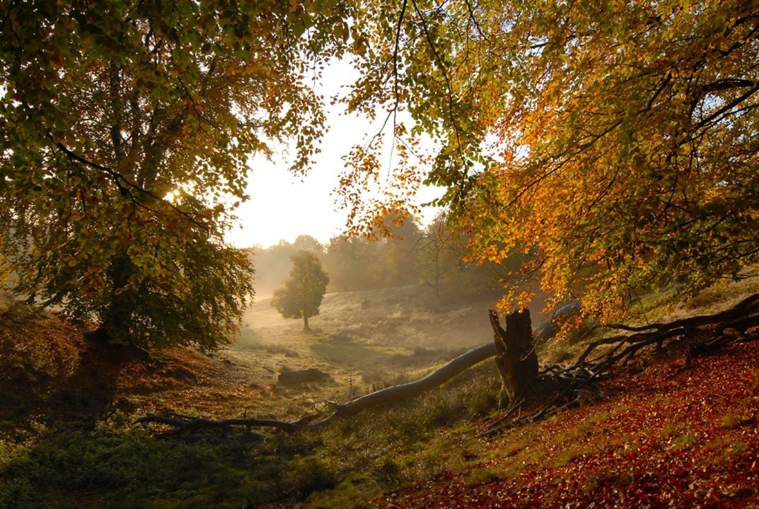 Heimat Natur : Bild