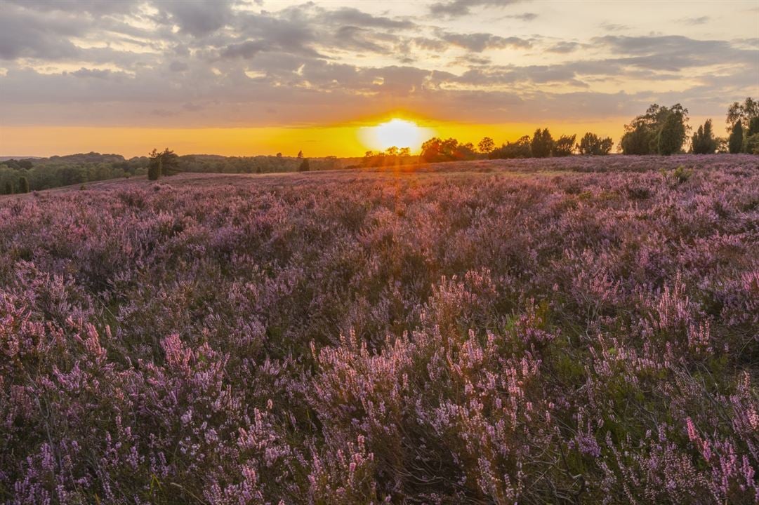 Heimat Natur : Bild