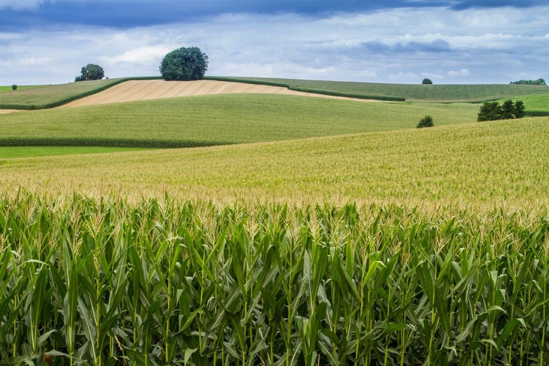 Heimat Natur : Bild