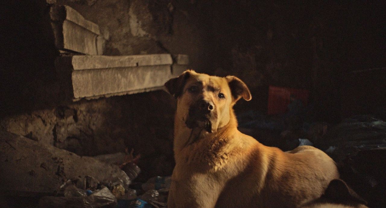 Streuner - Unterwegs mit Hundeaugen : Bild