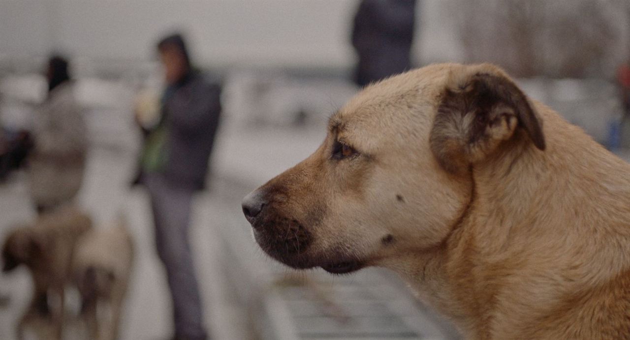 Streuner - Unterwegs mit Hundeaugen : Bild