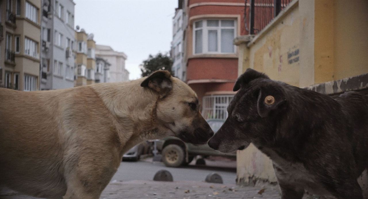 Streuner - Unterwegs mit Hundeaugen : Bild