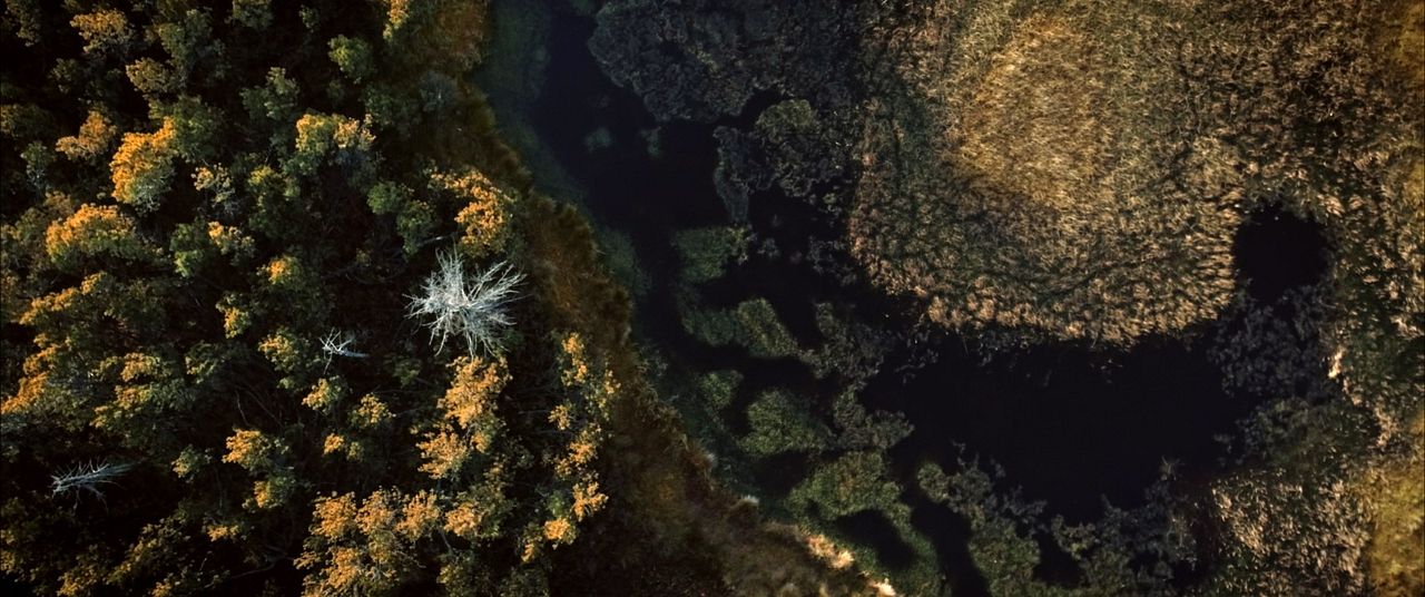 Der wilde Wald - Natur Natur sein lassen : Bild