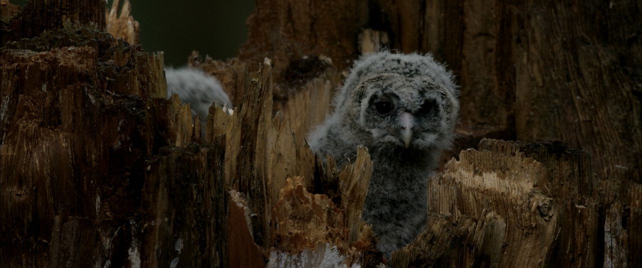 Der wilde Wald - Natur Natur sein lassen : Bild