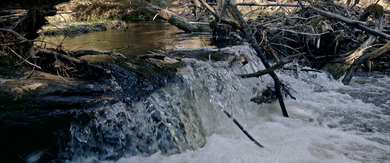 Der wilde Wald - Natur Natur sein lassen : Bild