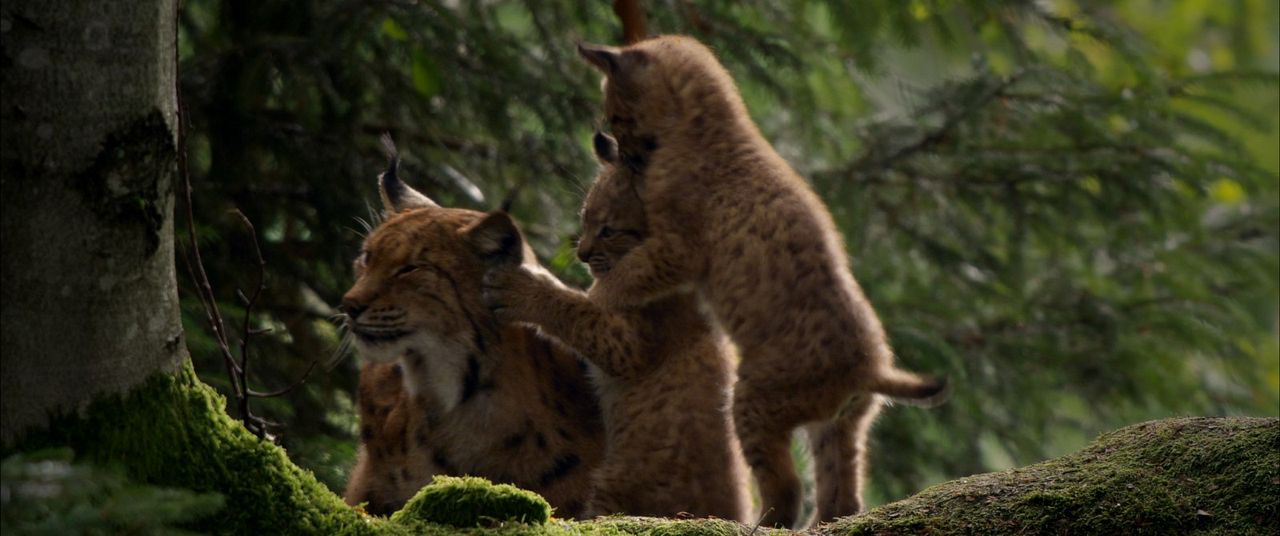 Der wilde Wald - Natur Natur sein lassen : Bild