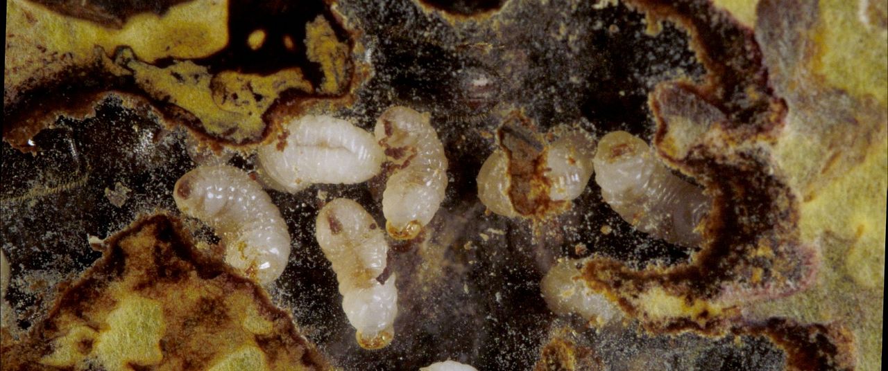 Der wilde Wald - Natur Natur sein lassen : Bild