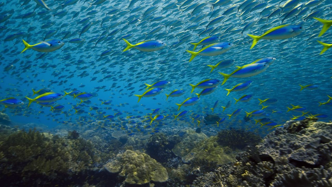 Breaking Boundaries: Die Wissenschaft hinter "Unser Planet" : Bild