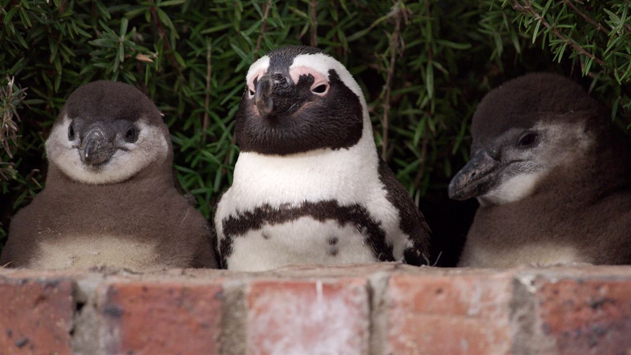 Stadt der Pinguine : Bild