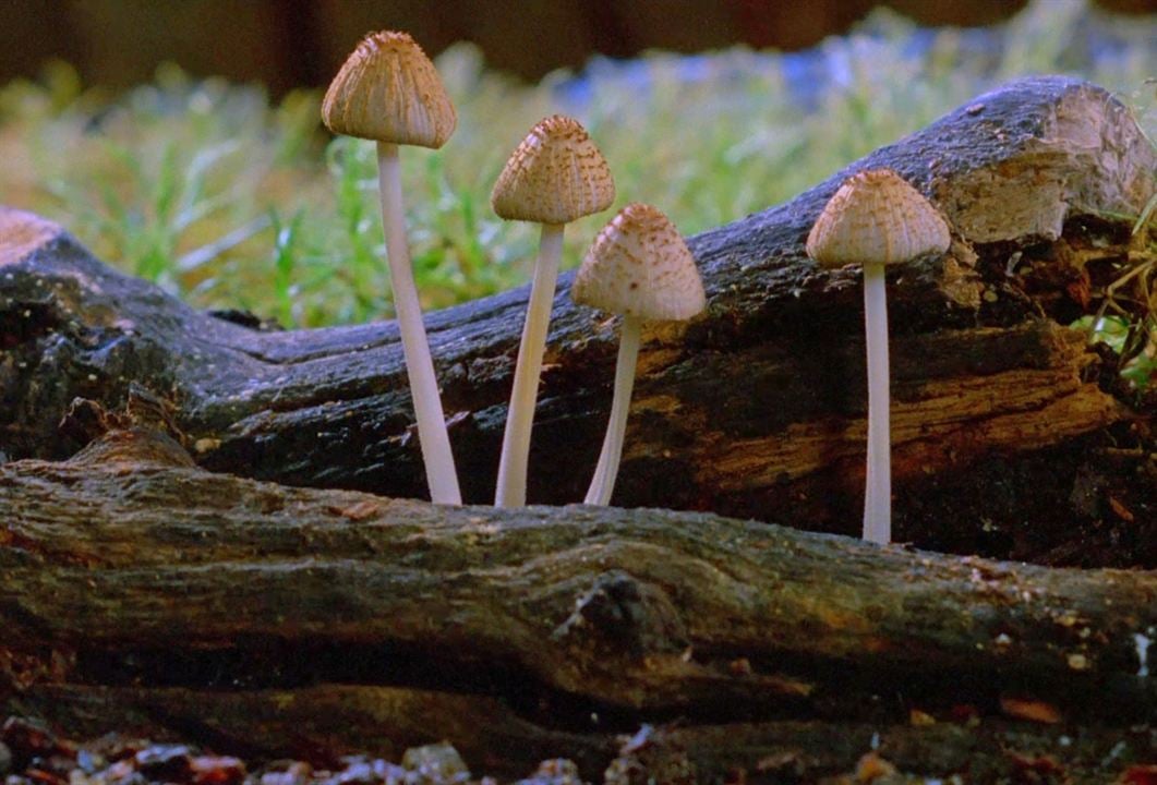 Fantastische Pilze - Die magische Welt zu unseren Füßen : Bild