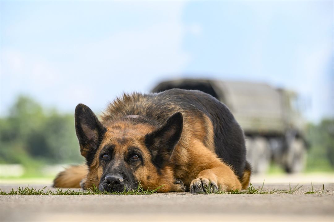 Ein Hund namens Palma : Bild