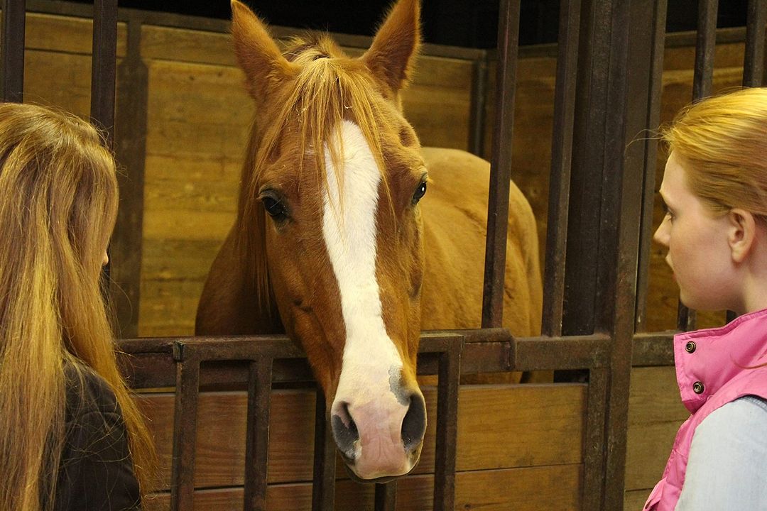 Glory - Eine ungezähmte Freundschaft : Bild