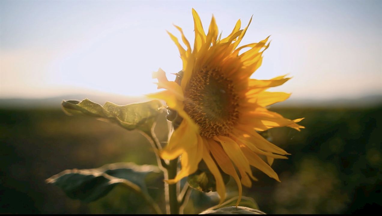 Exhibition On Screen: Sonnenblumen : Bild