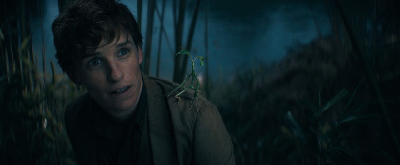 Phantastische Tierwesen 3: Dumbledores Geheimnisse : Bild Eddie Redmayne